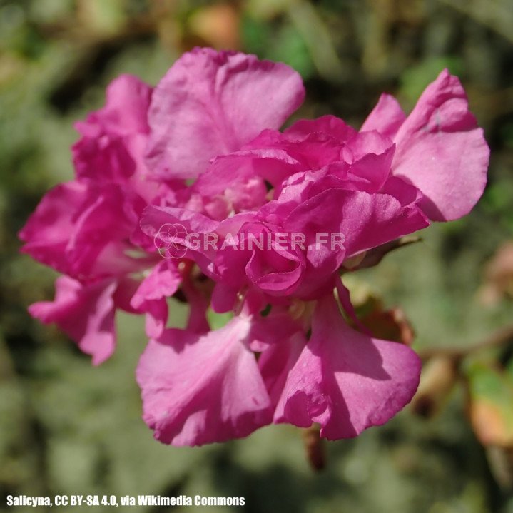 Clarkia pulchella, unguiculata mélange image